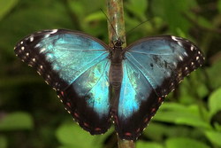 Morpho peleides