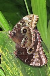 Peleides
