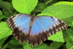 Morpho peleides