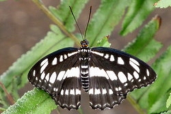 Athyma perius