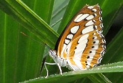 Athyma perius