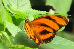 Dryadula phaetusa