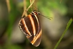 Dryadula phaetusa