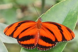 Dryadula p haetusa