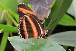 Dryadula phaetusa - banded orange