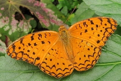 Phalanta phalantha