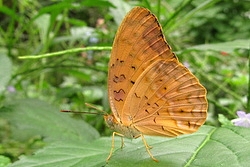 Phalanta phalantha