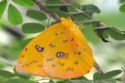 Phoebis philea