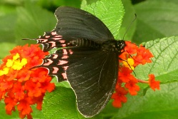 Parides photinus