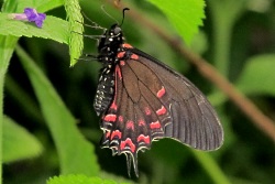 Parides photinus
