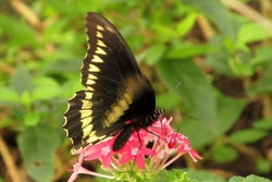 Battus polydamas