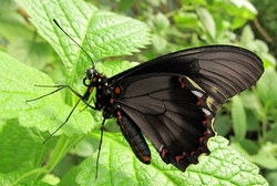 Battus polydamas