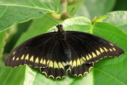 Battus polydamas
