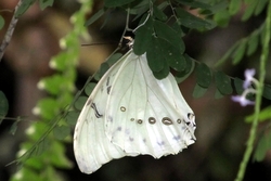 Morpho polyphemus