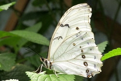 Morpho polyphemus