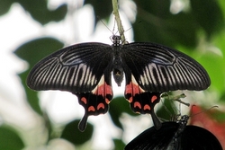 Papilio polytes - female