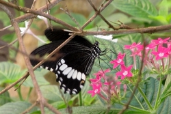 Papilio polytes male