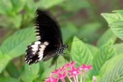 Papilio polytes - male