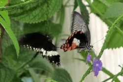 Paplio polytes - common mormon