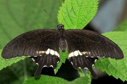 Papilio polytes