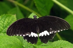 Papilio polytes - common mormon