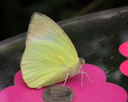 Catopsilia scylla