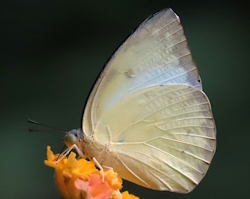 Catopsilia pomona