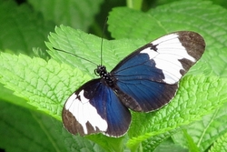 Heliconius sapho
