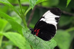 Heliconius sapho