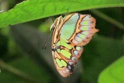 Siproeta stelenes