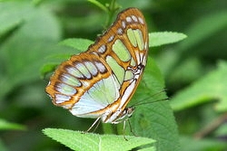 Siproeta stelenes - the malachite