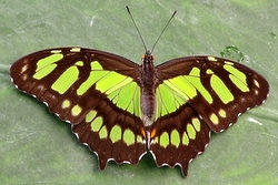 Siproeta stelenes - the malachite