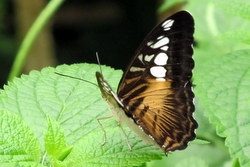 The Clipper - Parthenos sylvia