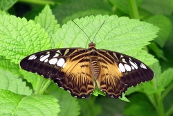 Parthenos sylvia