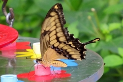 Papilio thoas