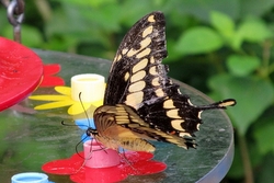 Papilio thoas