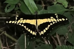 Papilio thoas - King swallowtail