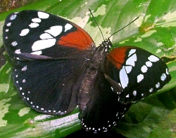 Euxanthe tiberius