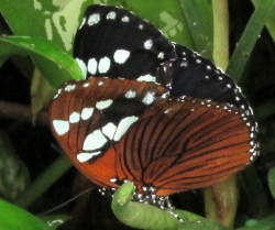 Euxanthe tiberius