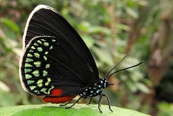 Eumaeus toxea