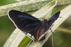 Eumaeus toxea