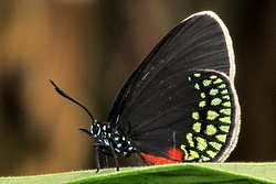 Eumaeus toxea