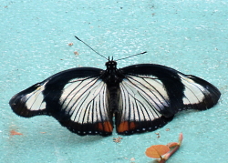 Hypolimnas usambara