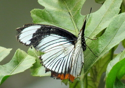 Hypolimnas usambara