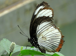 Hypolimnas usambara