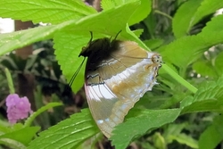 Charaxes violetta