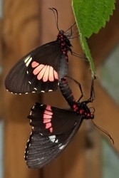 Parides zacynthus